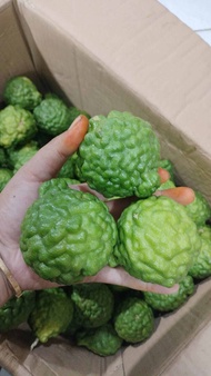 Jeruk Purut Ute Pangir Jeruk Medan Jantan