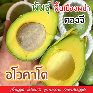 BB พร้อมส่ง‼️(1KG) อโวคาโด้ avocado พันธุ์พื้นเมือง บัคคาเนีย แฮส ปีเตอร์สัน อโวคาโด้ อโวคาโด อะโวคา