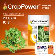 (500 SEEDS) Biji Benih Ice Plant Ice Kirin 冰麒麟 IC8 CROP POWER Ice Plant seeds 冰菜种子 IC 8