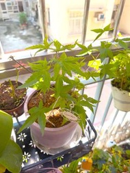 盆栽日本楓樹