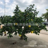 Tree Manufacturer Artificial Tree Fruit Tree Pomelo Tree Durian Tree Decorative Ornament Outdoor 8RL