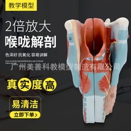 Enlarge Throat Anatomy Model Throat Anatomy Throat Anatomy Model Throat Model Ear Nasal Throat Scien