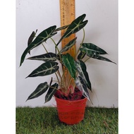 Pokok Alocasia Bambino