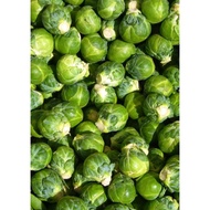 Brussel sprout. biji benih.