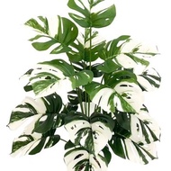 tanaman hias plastik monstera variegata//monstera artificial semilatex