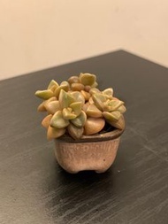 多肉植物姬朧月手指盆