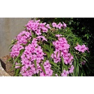 Pokok Bunga Ruellia PINK DWARF