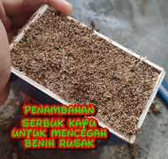 New Trend!, Bibit Benih Kecambah Polong Kelapa Sawit Marihat Pelepah Panjang ( Beli 2 Bonus Sertifik
