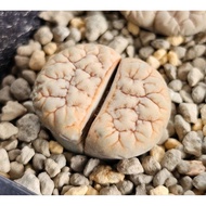 Lithops Gracilidelineata C189A/C374A/C373A/C261A 优选荒玉拿铁latte succulent plant