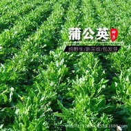 Dandelion Seeds Indoor Planting Big Leaf Dandelion Dandelion Seeds Ornamental Granny Dingpu Magnolia