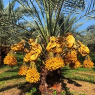 10 เมล็ด เมล็ดพันธุ์ อินทผาลัม (Date palm) จากต้นเพาะเนื้อเยื้อ สายพันธุ์ บาฮี เหลืองใหญ่.