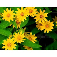 Butter Daisy @ Medallion Flower