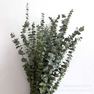 Dried Leaves Eucalyptus Nordic Style Blue Baby Dried Leaves Small Round Leaves Eucalyptus Leaves Cop