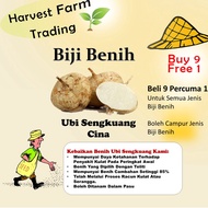 BIJI BENIH UBI SENGKUANG cina 10pcs SAYUR-SAYURAN DAN BUAH-BUAHAN SEED SEEDS VEGETABLEs FRUIT turnip