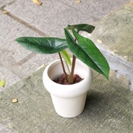 植栽 盆栽 l 甲骨文觀音蓮 室內植物 辦公室盆栽 桌上型盆栽
