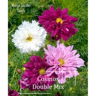 BUY 2 GET 1 FREEDouble Petal Cosmos Mix Flower Seeds - 50 Seed *Pot Friendly* Tanam Pasu Bunga 双瓣波斯菊