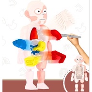 Human Body Model