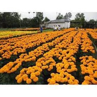 Dwarf orange marigold seeds 50 seeds 35-40 cm