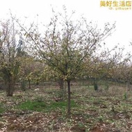 行道綠化獨桿臘梅樹苗 基地單桿臘梅樹3-15公分獨桿臘梅花