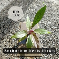 Anthurium Keris Hitam tanaman hias