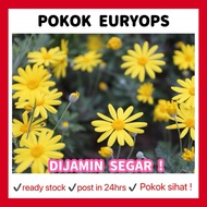 RINA • pokok euryops • pectinatus golden shrub African bush daisy indoor houseplant bunga flower yel