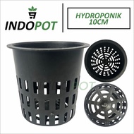 Pot Hydroponik 10cm Pot Anggrek Dewasa Dendrobium