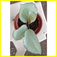 ✓ ▥ ❖ Calathea Silver Plate Live Plants for Limited Stocks Only
