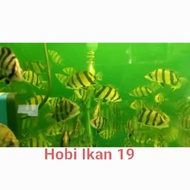 IKAN DATZ NTT THAILAND/IKAN DATS NTT/DATZ NTT/3 BAR/IMPORT/IKAN HIAS