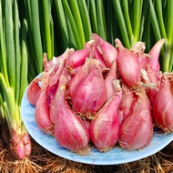Good Quality Shallot Seeds Chives Organic Vegetable Seeds for Sale Potted Plants Seasoned Vegetables