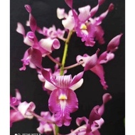 Anggrek Dendrobium Lenora-Sudah Knop/Spike-Dendrobium-Anggrek