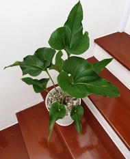 Anthurium Corong