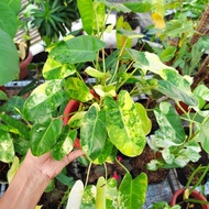 Philodendron Burle Marx Variegata (Size M | Cantik)