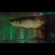 arwana golden red bluebase high back 30cm
