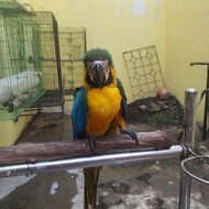 blue and gold macaw 29mei