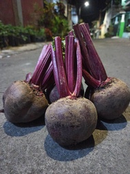 Buah BIT segar 1 KG SUPER / Beet Root / Buah Bit / Herbal /Buah Segar Batu Malang / FREE PACKING KAR