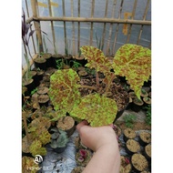 Sale Tanaman Hias Begonia Marmaduke - Begonia Madu