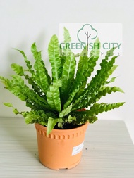 GardenMart4U Asplenium Nidus Sarang Burung Fern Pokok Indoor Hiasan Live Plant Paku Pakis 鸟巢蕨