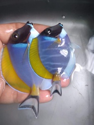 Botana BIRU / Bobi All Size - Ikan Hias Air Laut