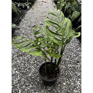 🆔monstera esqueleto/巨洞龟背竹