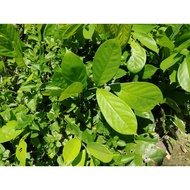 MKT - Derris elliptica sapling / Anak Pokok Akar Tuba