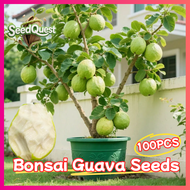 100เมล็ด/แพ็ค เมล็ดพันธุ์ ฝรั่ง เมล็ดฝรั่ง Potted Taiwan White Guava Seeds Tropical Guava Fruit Seed