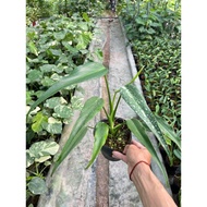 Monstera Burle Marx Flame (mons F8) healthy and beautiful