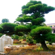 Oil Pine Arhat Pine Wetland Pine Forest Wood Black Pine Seed Seed Cedar White Pine Seed Huashan Pine