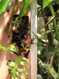 Drynaria roosii 槲蕨