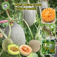 [Fast Germination/COD] 100% Original Sweet Hami Melon Seeds - Philippines Ready Stock Cantaloupe Mel