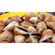 Siput Tarik Seafood Fresh Frozen Siput Gonggong 1kg
