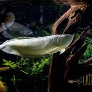 Silver brazil arwana 14-15cm tankmate ikan predator hiasan akuarium