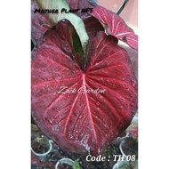 READY STOCK! CALADIUM/KELADI HIBRID THAI RARE!