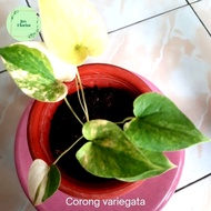 anthurium corong variegata