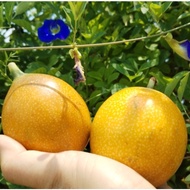 Granadilla Passion Fruit Seeds Ecuador 20 pcs - Rich Nutrition for Garden Plants - Flower & Home - O